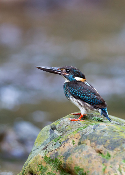 鸟:成年雄性蓝纹翠鸟(Alcedo euryzona)，角度视图，侧面拍摄，站在长满苔藓的石头上，泰
