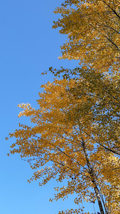 yellow leaves on a tree with blue sky