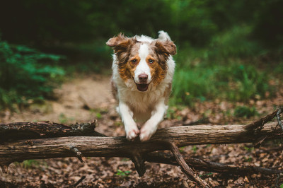 澳大利亚牧羊犬狗跳过原木