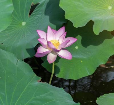 盛开的莲花