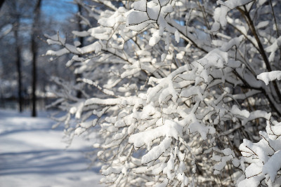 森林中被大雪覆盖的树枝和模糊的背景