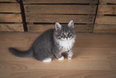 小猫在水果箱前