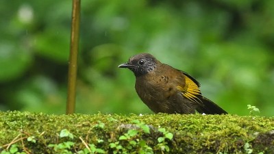 栗冠笑鸫(Trochalopteron erythcephalum)是笑鸫科的一种鸟类