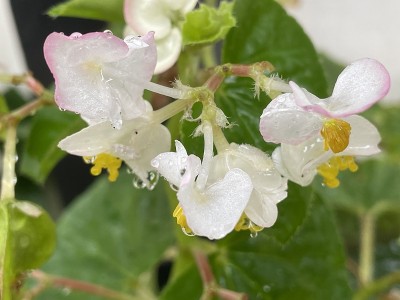 可爱的花“蜡海棠”