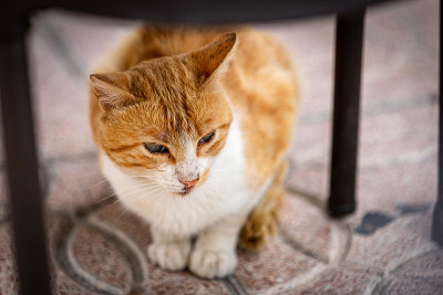 西班牙，餐厅露台椅子下的流浪猫。