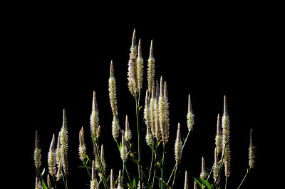 Celosia