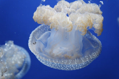 水族馆水母的细节