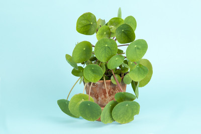 绿松石背景上的植物花蕾
