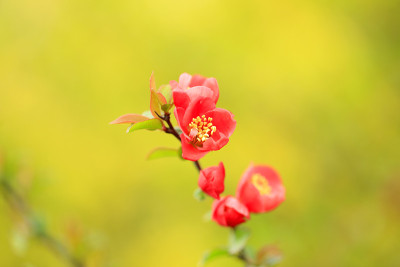 木瓜的花