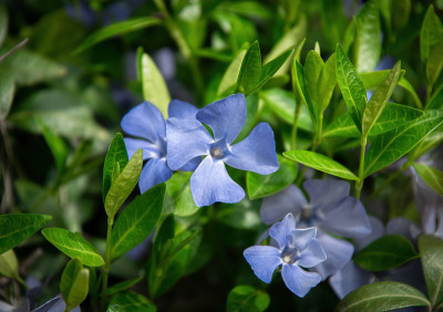 五颜六色的蓝色的长春花在森林森林