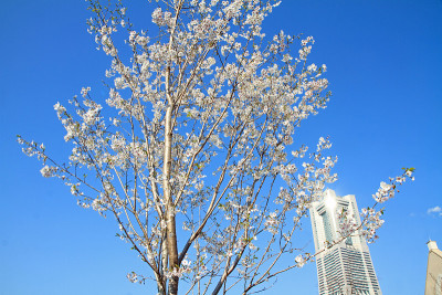 日本神奈川的横滨地标塔和樱花