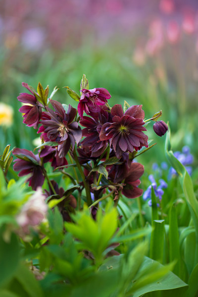 微距拍摄黑色勃艮第Hellebore Delila。早春开花的玫瑰像嚏根草。