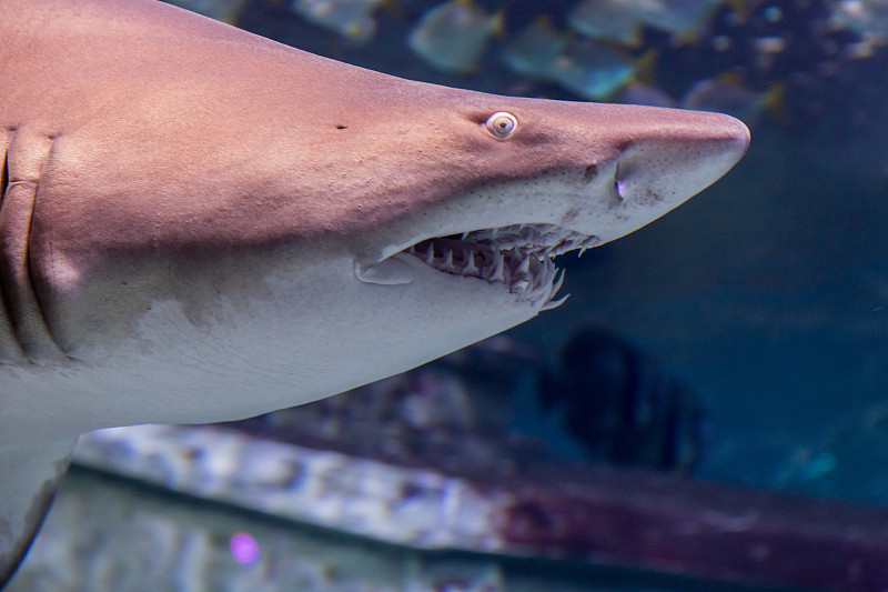 沙虎鲨(Carcharias taurus)在水族馆