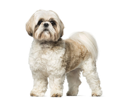 西施犬(3岁)