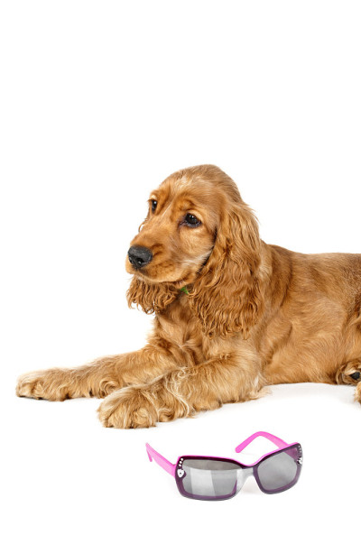 婴儿西班牙长耳猎犬