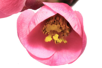 木瓜(日本木瓜)的花开花。我