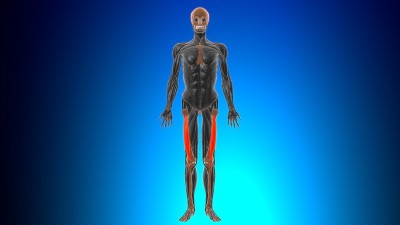 股中间肌解剖医学概念3D