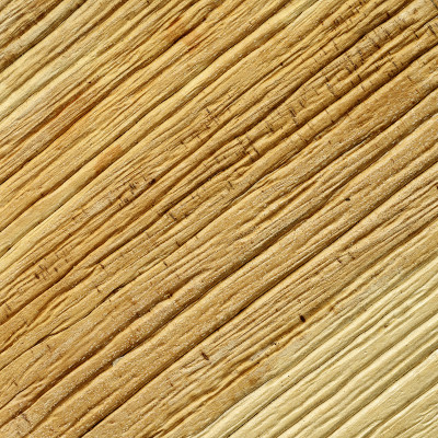 在工作室拍摄的自然干棕叶。