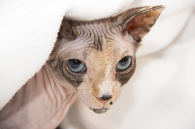 无毛猫