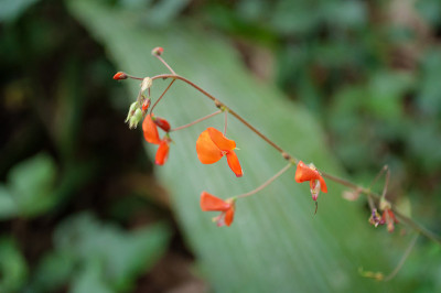 小的红色的花