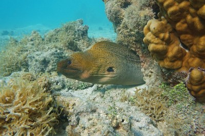 一种巨大的海鳗，水下的Gymnothorax javanicus