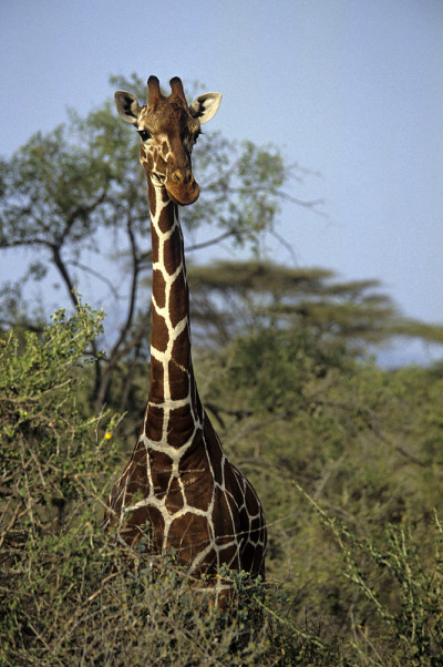 reticulated giraffe