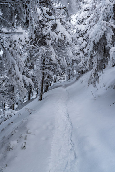 冰冻的冬季森林，积雪覆盖的徒步旅行路线