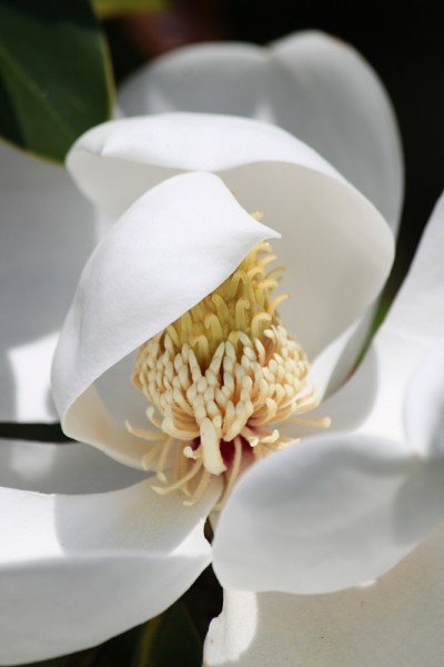 玉兰花
