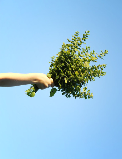 满手薄荷