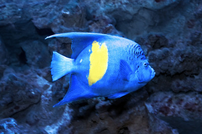 阿拉伯天使鱼(Pomacanthus maculosus)