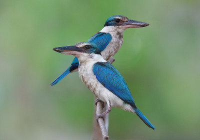 翠鸟(Todiramphus chloris)明亮的蓝色鸟在恋爱