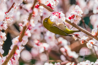日本的白眼和梅花