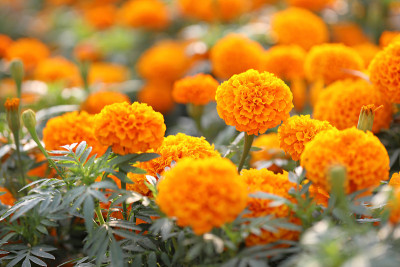 万寿菊鲜花