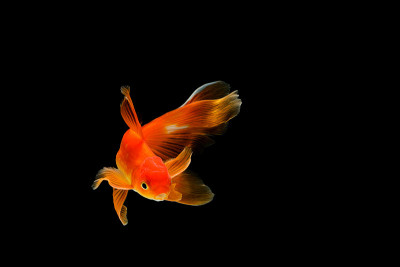 金鱼被孤立在漆黑的背景上。水族馆里五颜六色的鲫鱼
