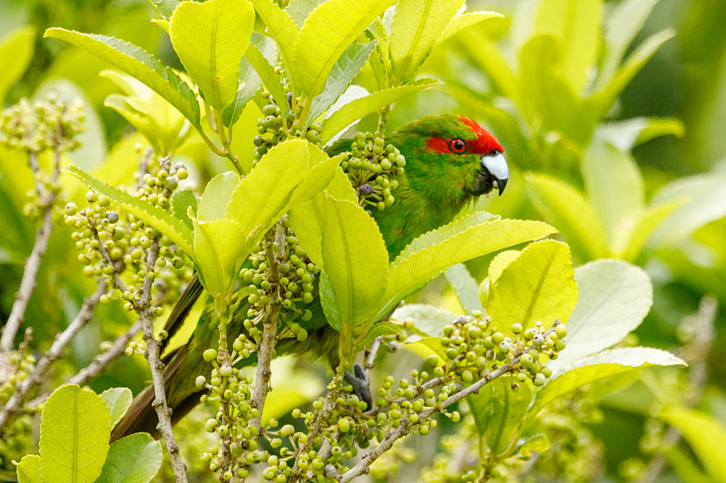 红冠长尾小鹦鹉