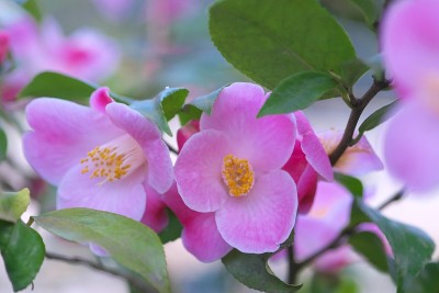 公园里的茶花展览