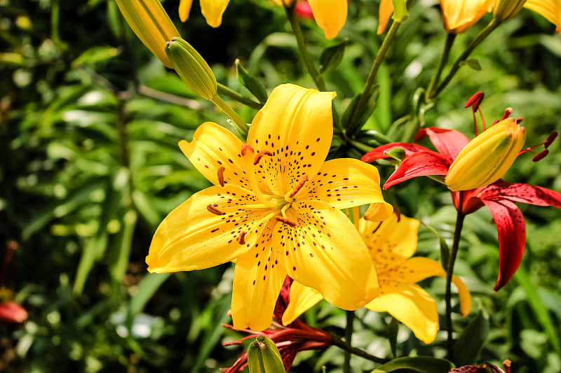 不同颜色的百合花，生长在花园里