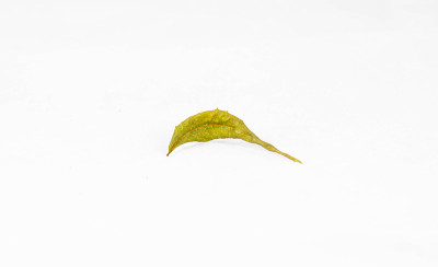 干燥的药用楝叶孤立在白色上