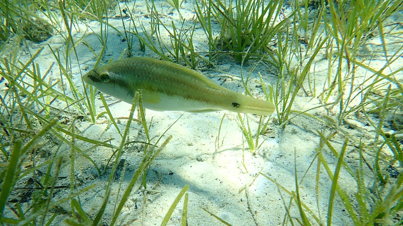 东大西洋孔雀濑鱼(Symphodus tinca)