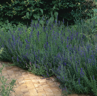Hyssop