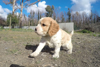 cavapoo