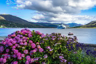 美丽的紫色荷坦西亚在阿勒浦与扫帚湖在前景，苏格兰，英国