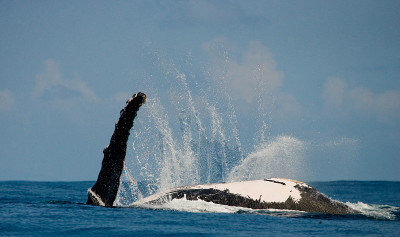The fin humpback whale.