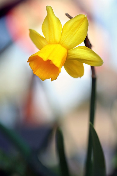 水仙花在花园里