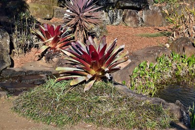 生长在花园里的Aechmea alcantarea