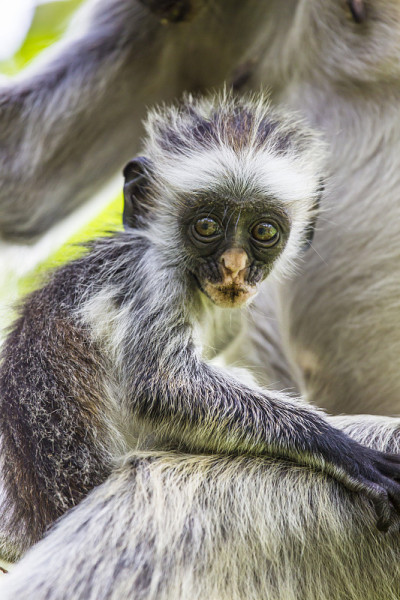濒危的桑给巴尔红疣猴(Procolobus kirkii)， Joza