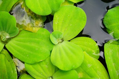 绿水莴苣水生植物
