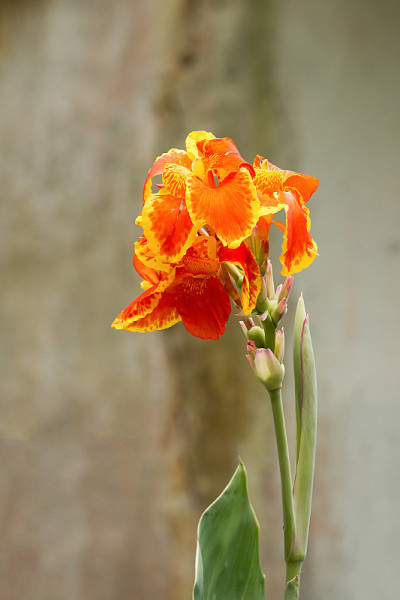 美人蕉花