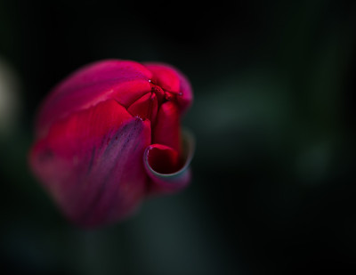 加拿大郁金香节