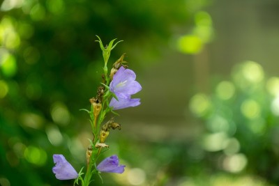 草甸花——大自然中美丽的紫色风铃花。